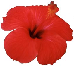 Red Flower